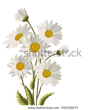 Beautiful white daisies on white background. Floral vector background.