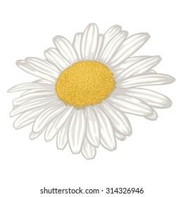 beautiful white daisy flower isolated. for greeting cards and invitations of wedding, birthday, mother's day and other seasonal holiday