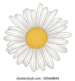 beautiful white daisy flower isolated  for greeting cards   invitations wedding  birthday  mother's day   other seasonal holiday