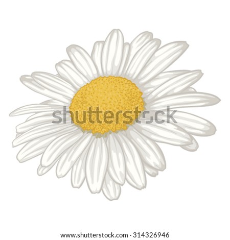 beautiful white daisy flower isolated. for greeting cards and invitations of wedding, birthday, mother's day and other seasonal holiday
