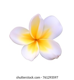 A beautiful white flower called Pachipodium Lamer, Madagascar palm, Pachypodium lamerei Isolated on White. Vector Illustration. EPS10