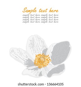 Beautiful white flower on white background. Vector illustration