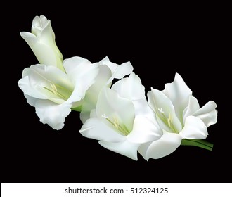 Beautiful white gladiolus isolated on a black background. (Used Mesh tool).