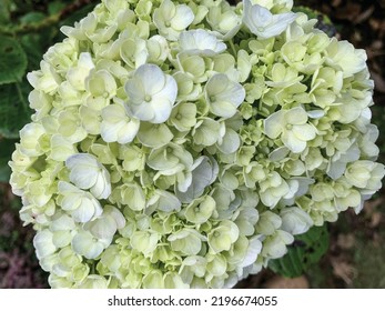 Beautiful white hydrangea flower photo vector