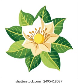 A beautiful white jaba flower