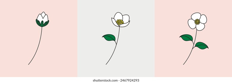 Beautiful White Jasmine Flower Growth Development. Vector Illustration.