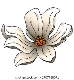 Beautiful white magnolia blossom line art