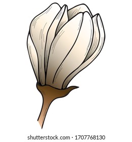 Beautiful white magnolia blossom line art