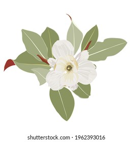Beautiful white magnolia flowers on a branch with leaves on white background. 