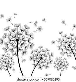 Beautiful white nature background with black dandelions and flying fluff. Floral stylish trendy wallpaper with summer or spring flowers. Modern backdrop. Vector illustration