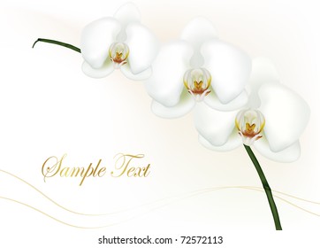Beautiful white orchid isolated on white. Vector.