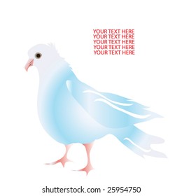 beautiful white pigeon vector