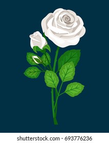 Beautiful white rose with bud isolated on dark background
