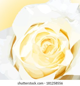 Beautiful white rose close up. Used clipping mask.