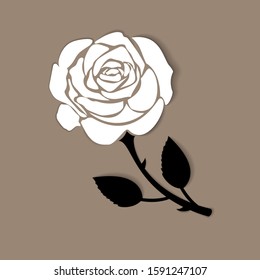 
Beautiful white rose on a nice background