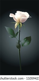 Hermosa rosa blanca. Ilustración vectorial.