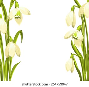 Beautiful white snowdrop flowers for spring design. Vector illustration.