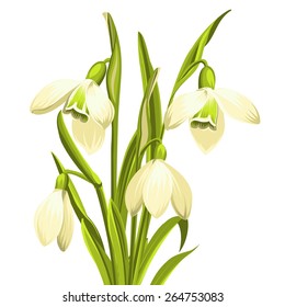 Beautiful white snowdrop flowers for spring design. Vector illustration.