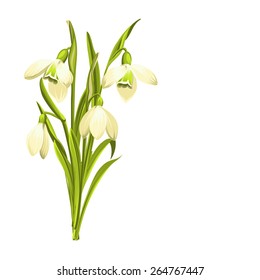 Beautiful white snowdrop flowers for spring design. Vector illustration.