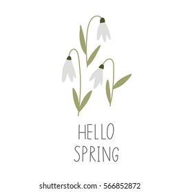 Beautiful white snowdrops