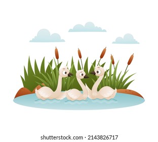 Beautiful white swans. Ugly duckling fairy tale cartoon vector illustration