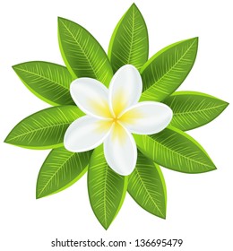 Beautiful white tropical flower. Vector illustration for your fresh romantic design. Frangipani plumeria with leaves isolated on white.