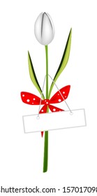 Beautiful White Tulip with Red Ribbon and Bow Holding A Lovely Blank Gift Tag, Flower Is A Perfect Romantic Gift or Present for Someone Special. 