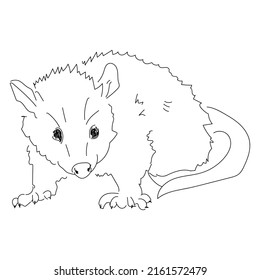 Beautiful wild animal possum, in one line, popular vector style.