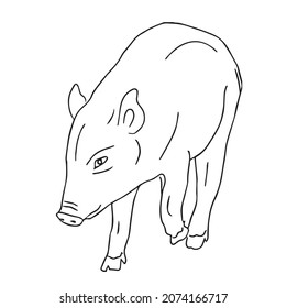 beautiful Wild Boar line art images,outline drawing,vector art and illustrations art 