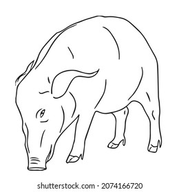 beautiful Wild Boar line art images,outline drawing,vector art and illustrations art 