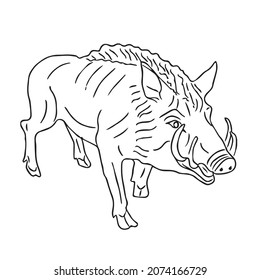 beautiful Wild Boar line art images,outline drawing,vector art and illustrations art 