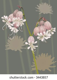 Beautiful Wild Flower.  An illustration of a beautiful wild flower, no meshes used