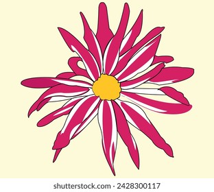 Beautiful wild flower, pink and white color. The petals are in an open position in the center of the yellow center. The plant can be used as decoration. View from above.