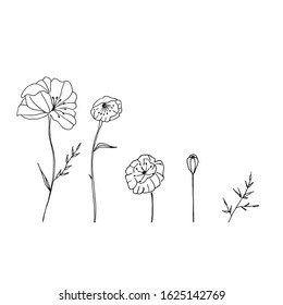 Beautiful wild flowers set in doodle style in vector. Poppy flowers illustration for greeting card, wedding invitations, decorations and other designs