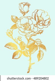 Beautiful wild rose. Isolated vintage style vector illustration.
