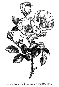 Beautiful wild rose. Isolated vintage style vector illustration.
