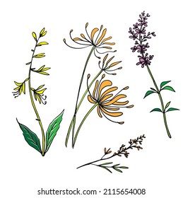 Beautiful wildflowers for fabric patterns. Invitation design elements with colorful beautiful wild flowers theme.