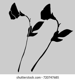 Beautiful wildflowers painted in hand, translated into vector.
Can be used for printing on paper, fabric. Suitable for festive invitations, fashion industry, stickers and other.