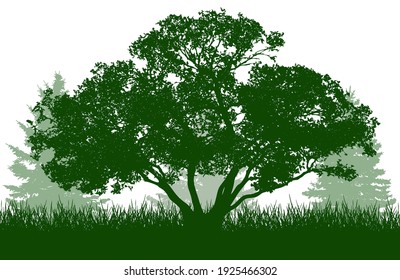 Beautiful willow Salix daphnoides and spruce trees, silhouette. Vector illustration