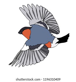 Beautiful winter isolater vector red bullfinch  