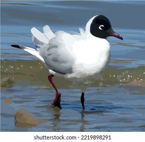 Beautiful withe bird in Titicaca lake