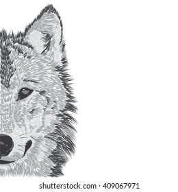 Beautiful wolf's face. Vector illustration