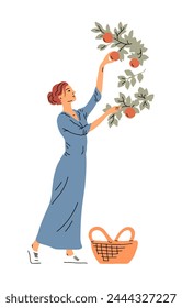 Beautiful woman in dress is harvesting apples. A girl near an apple tree with a basket. Active people work on the farm in the garden. Autumn fruit season. Vector illustration on white background