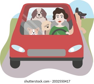 Beautiful woman driving small red car on road. Cute pet transportation. Traveling with dogs. Green nature background isolated on white. Flat design clipart