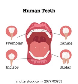 Beautiful woman opening mouth with red lips with teeth structure of Premolar,Canine,Incisors,Molar.Vector Isolated flat design over white background of  Four different Types of teeth for Dental.