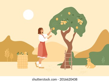 Beautiful woman in vintage clothes collects apricots from the tree in the basket. Garden ladder, domestic dog. Farming concept. Abstract illustration with sunset, textured ground, hills, landscape.