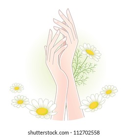 Beautiful woman's hands with chamomile flowers