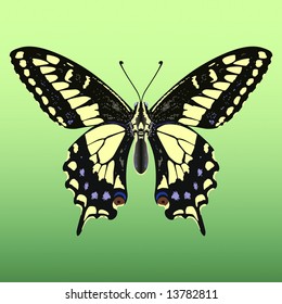 Beautiful yellow and black vector Giant butterfly