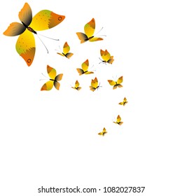 beautiful yellow butterflies, isolated on a white
