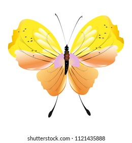 beautiful yellow butterflies, isolated on a white